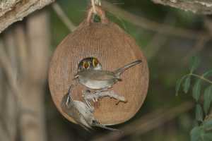 Birdhouses